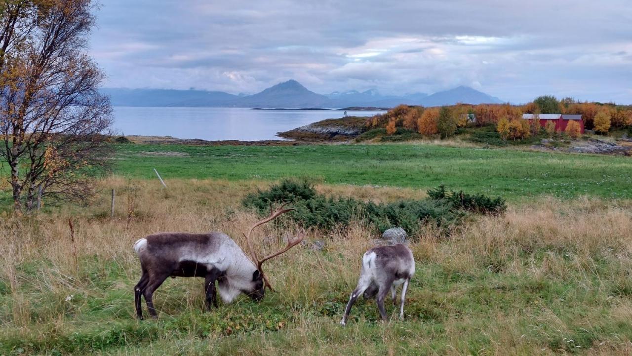 Holiday Home On Senja Senjahopen エクステリア 写真